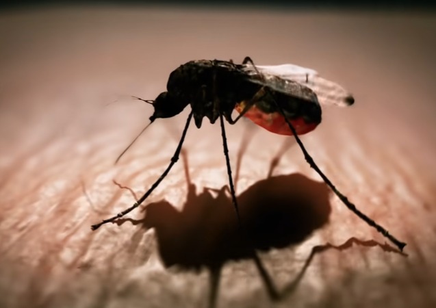 Τα κουνούπια αναγνωρίζουν το κόκκινο χρώμα με την όραση τους