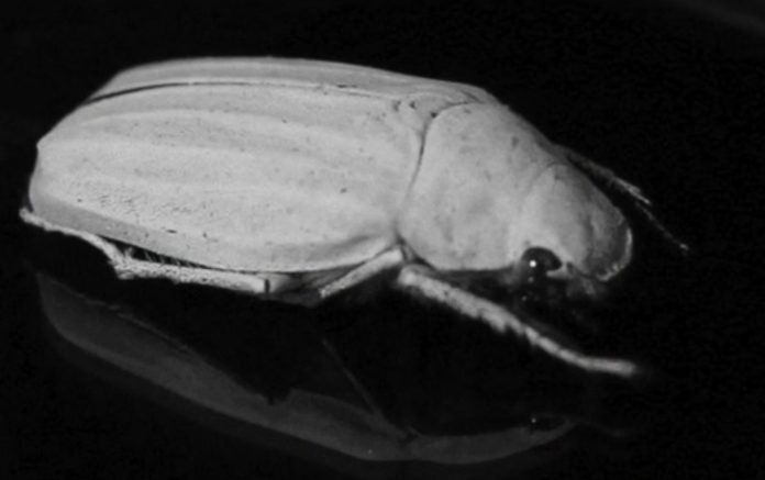 Η εκθαμβωτική λευκότητα της φύσης