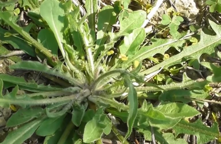 Πικραλίδα ή αλλιώς Taraxacum officinalis
