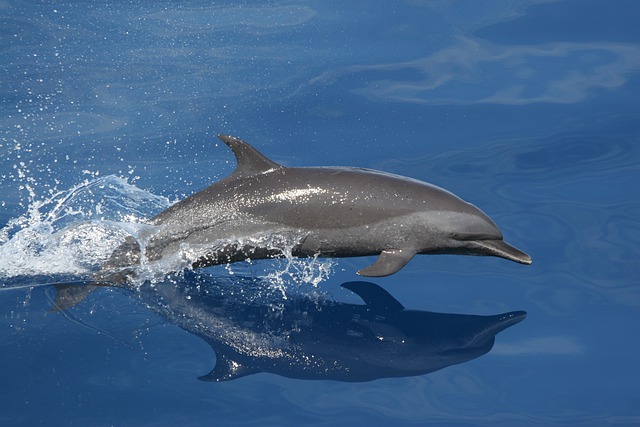 Γιατί τα δελφίνια κολυμπάνε πιο γρήγορα από ότι θα έπρεπε