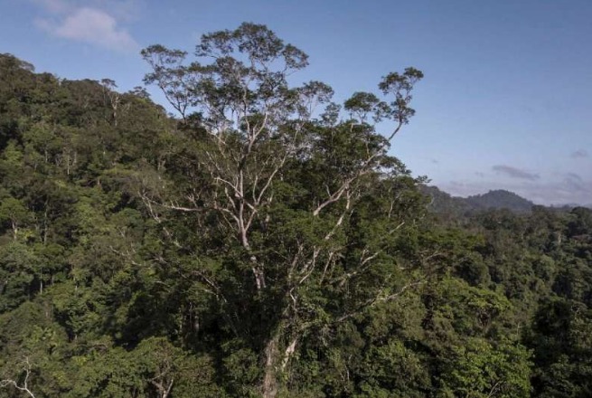 Το ψηλότερο δέντρο στον Αμαζόνιο με ύψος 88,5 μέτρα