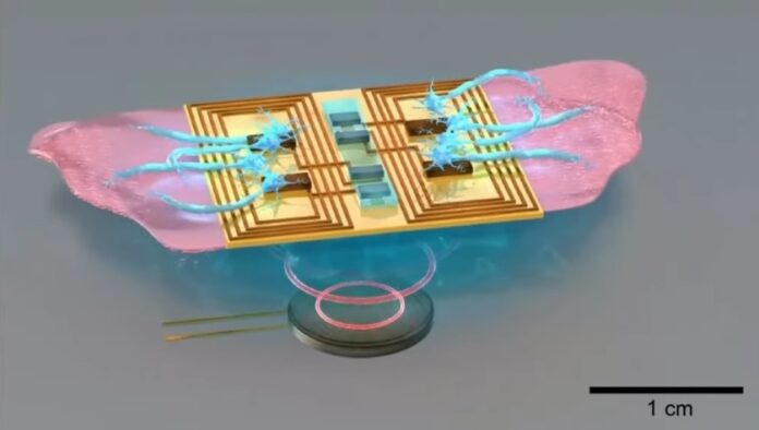 Βιοϋβριδικό ρομπότ κολύμβησης χρησιμοποιεί κινητικούς νευρώνες και καρδιομυοκύτταρα για να μιμηθεί τον μυϊκό ιστό