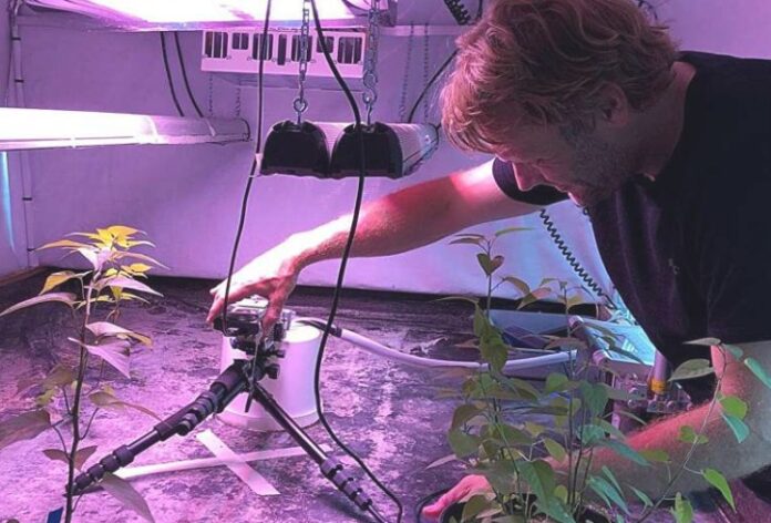 Πως τα φυτά στη σκιά αξιοποιούν το φως: Νέα αποτελέσματα έρευνας